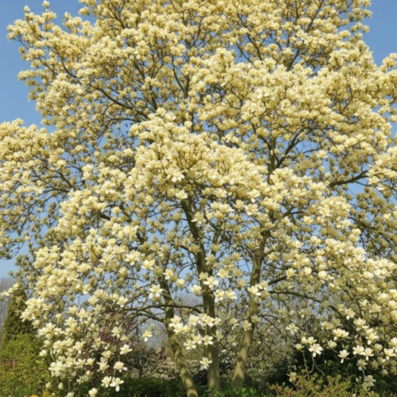 Magnolia Elisabeth