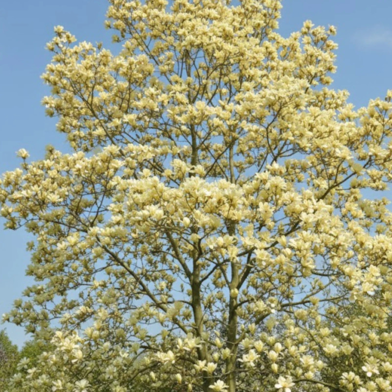 Magnolia Elisabeth