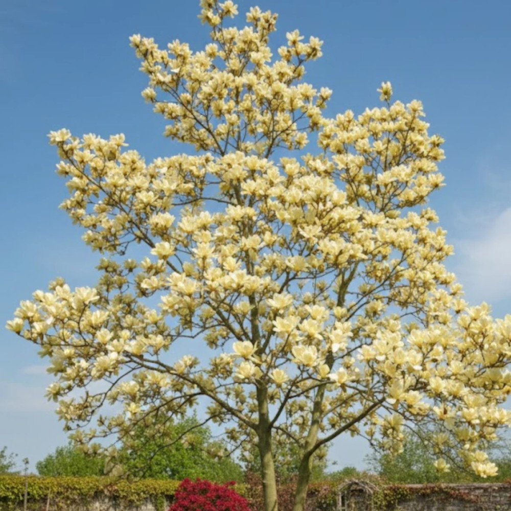 Magnolia Elisabeth Magnolia Elisabeth