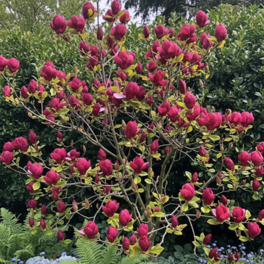 Magnolia Emperor® 'MGEMP2012'