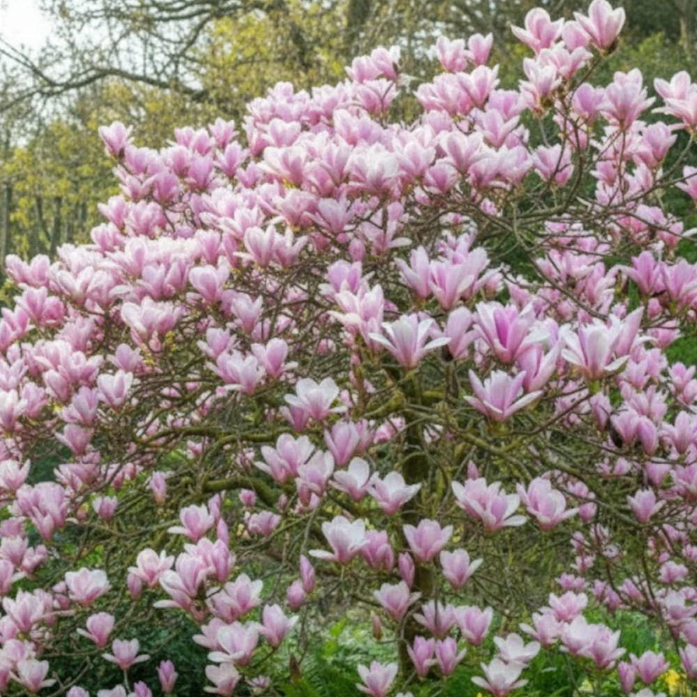 Magnolia Heaven Scent Magnolia Heaven Scent