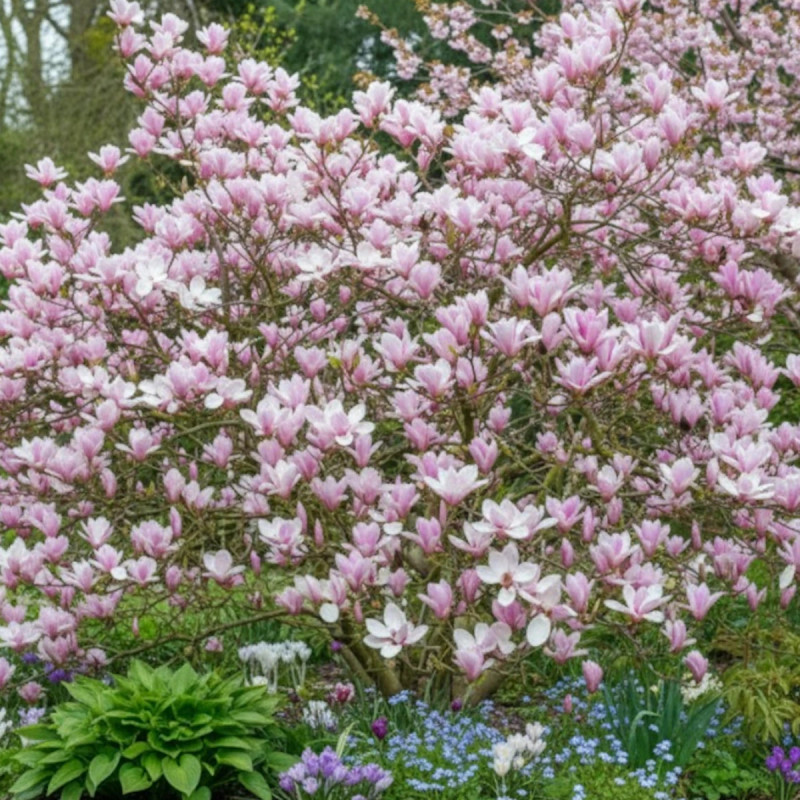 Magnolia Heaven Scent