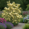 Magnolia Yellow Bird