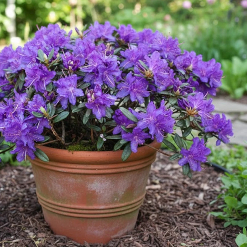 Rhododendron nain Azurika