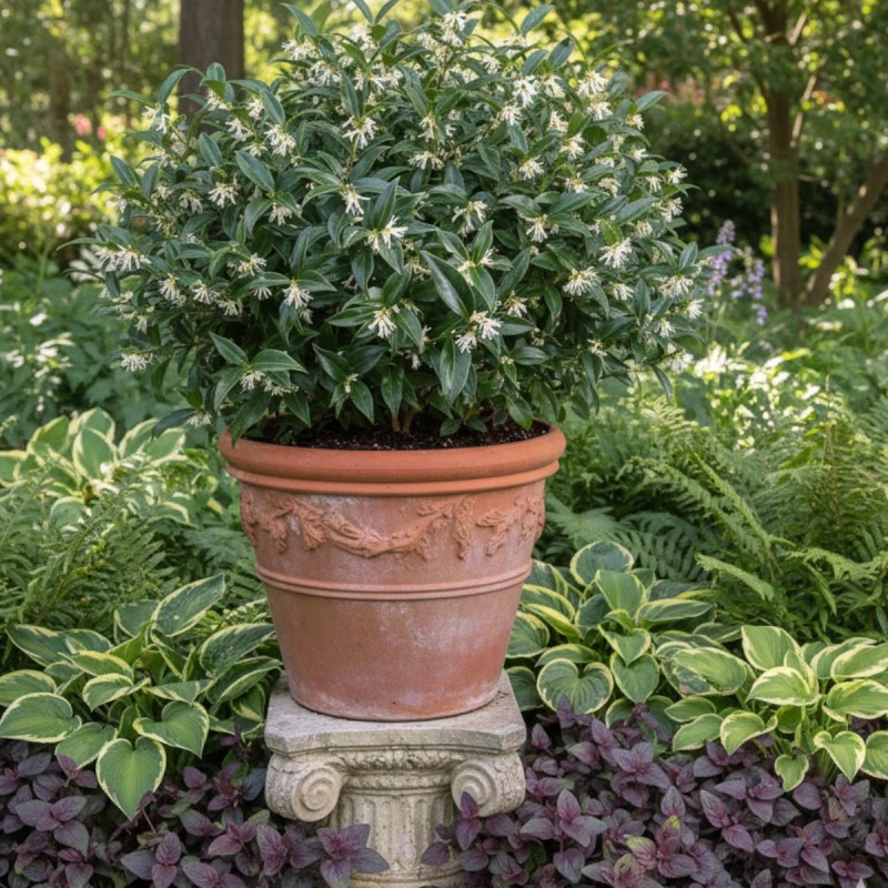 Sarcococca confusa