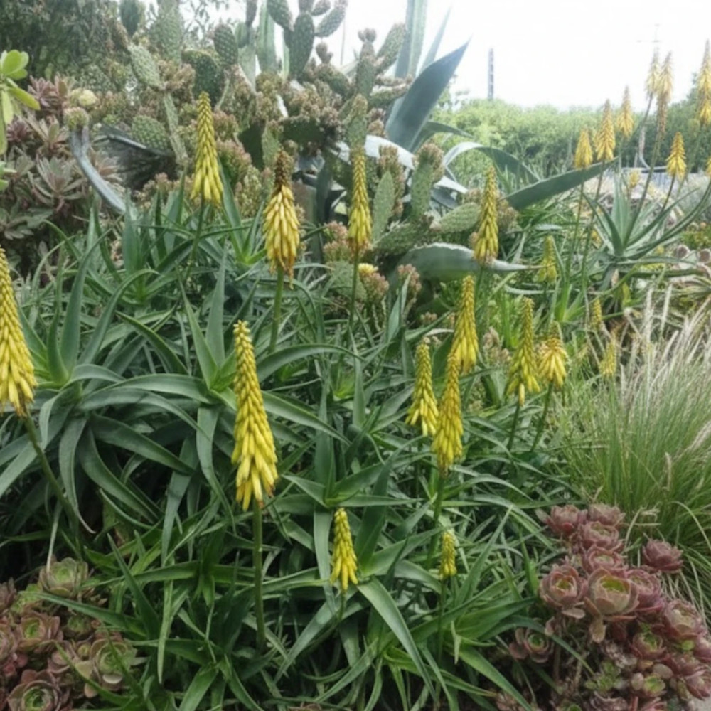 Aloe persistante
