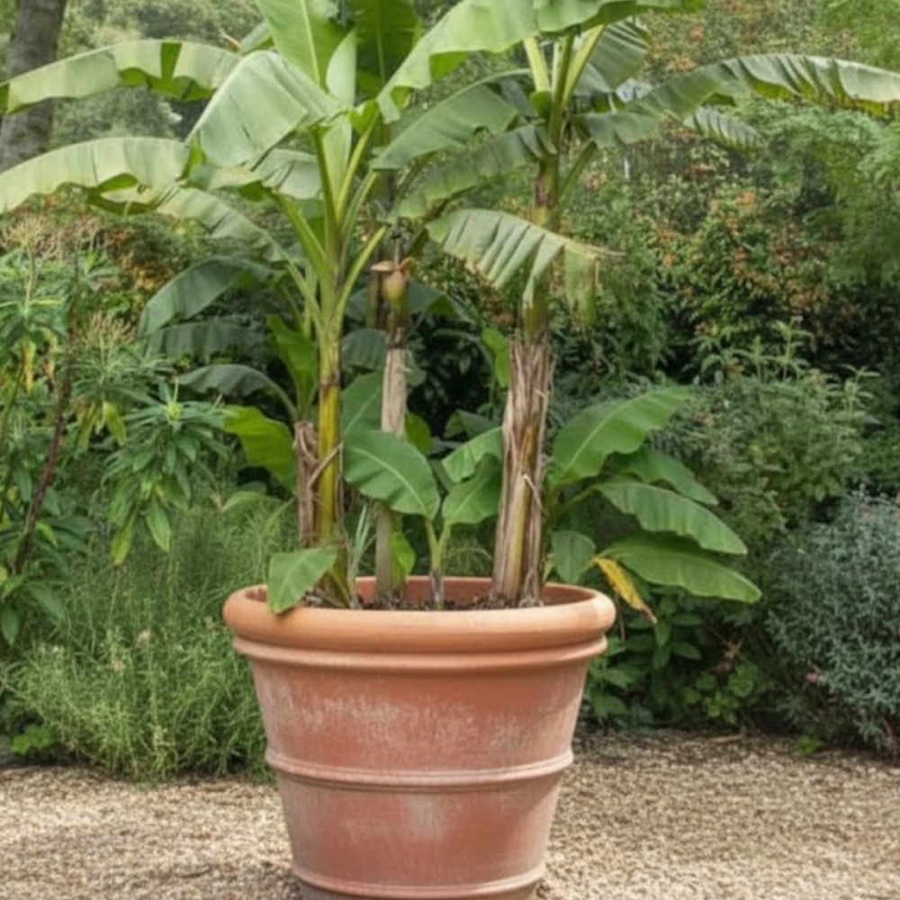 Banane plantain