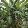 Banane plantain
