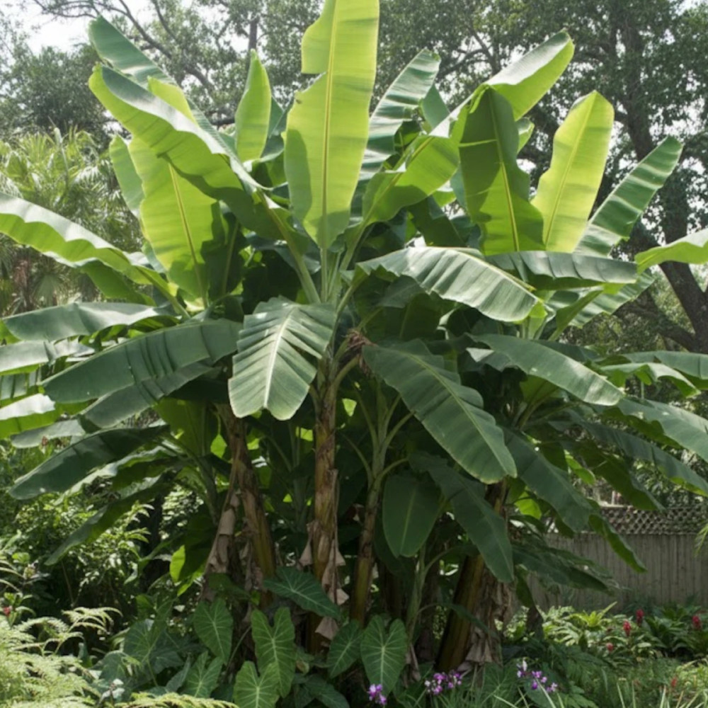 Banane plantain