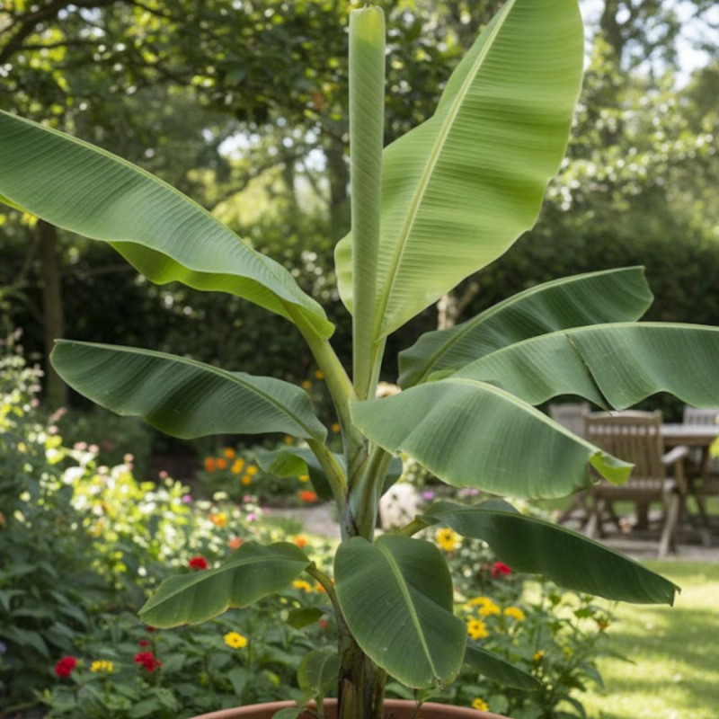 Banane plantain