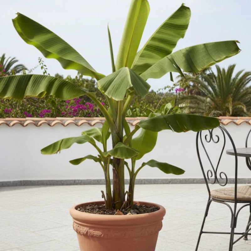 Banane plantain