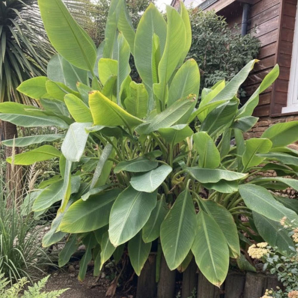 Bananier nain lasiocarpa