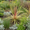Cordyline australe Can Can®