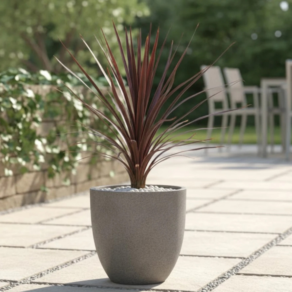 Cordyline australe Little Red Star® 'Filiresta'