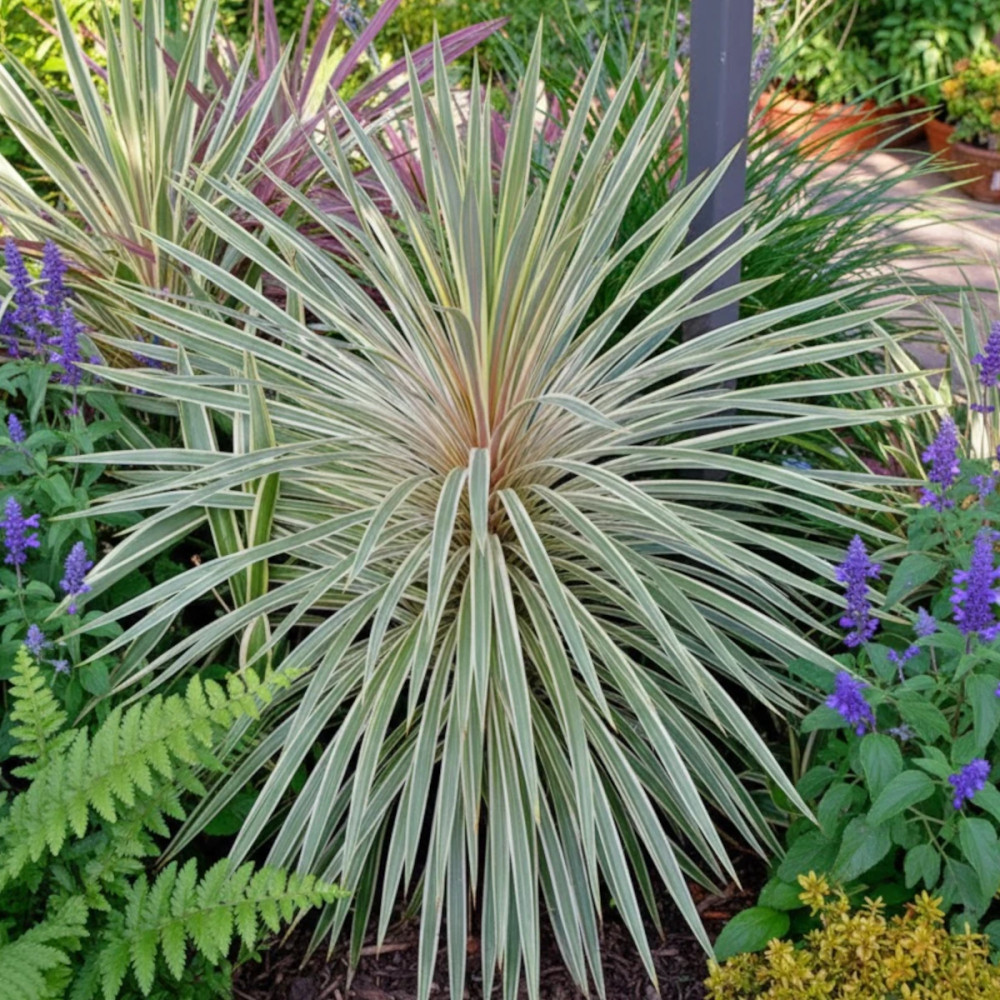Cordyline australe Pink Champagne Variegated - SILENCE, ça pousse ! Cordyline australe Pink Champagne Variegated - SILENCE, ça pousse !