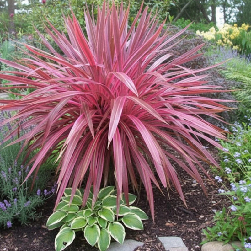 Cordyline australe Pink Passion® - SILENCE, ça pousse !