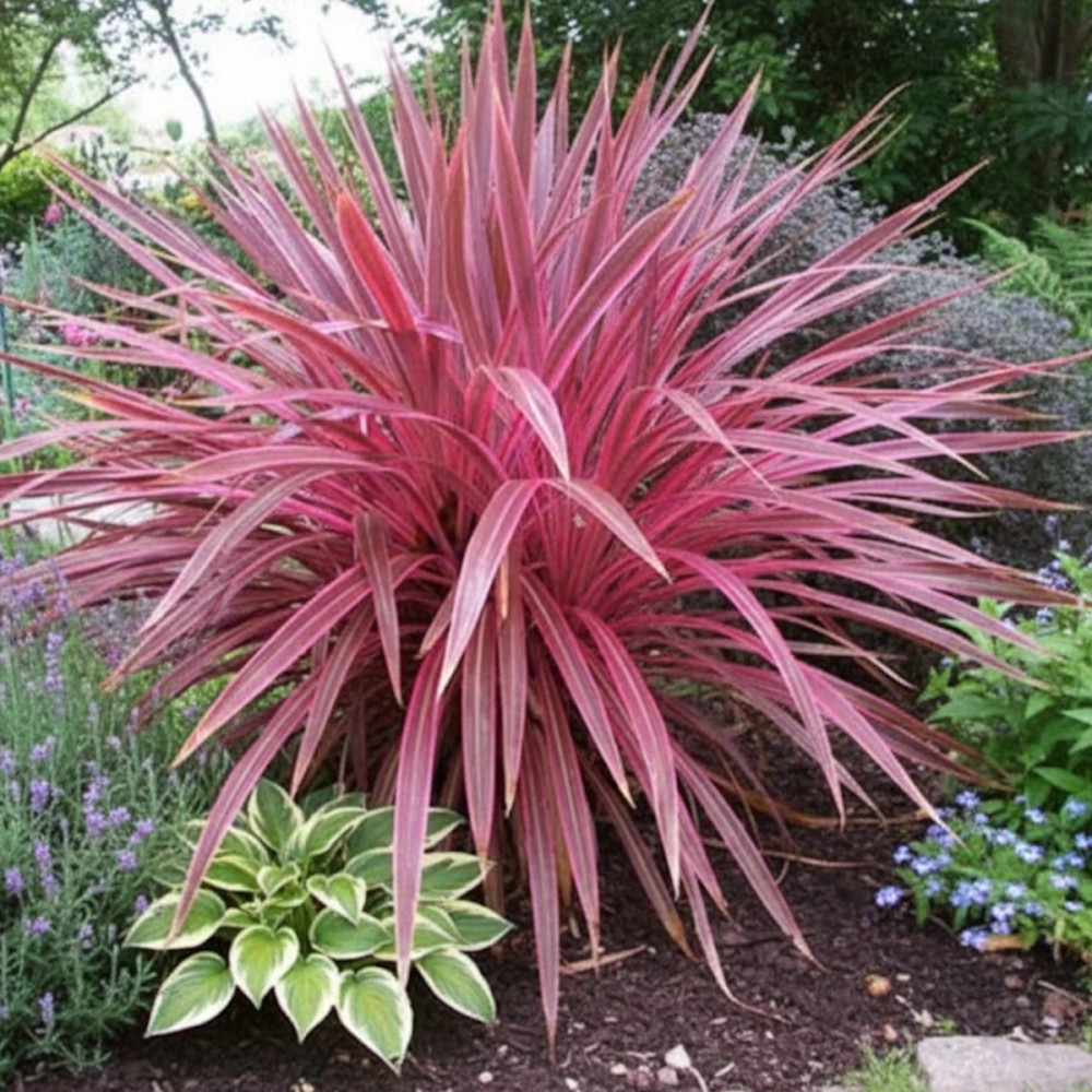 Cordyline australe Pink Passion® - SILENCE, ça pousse ! Cordyline australe Pink Passion® - SILENCE, ça pousse !