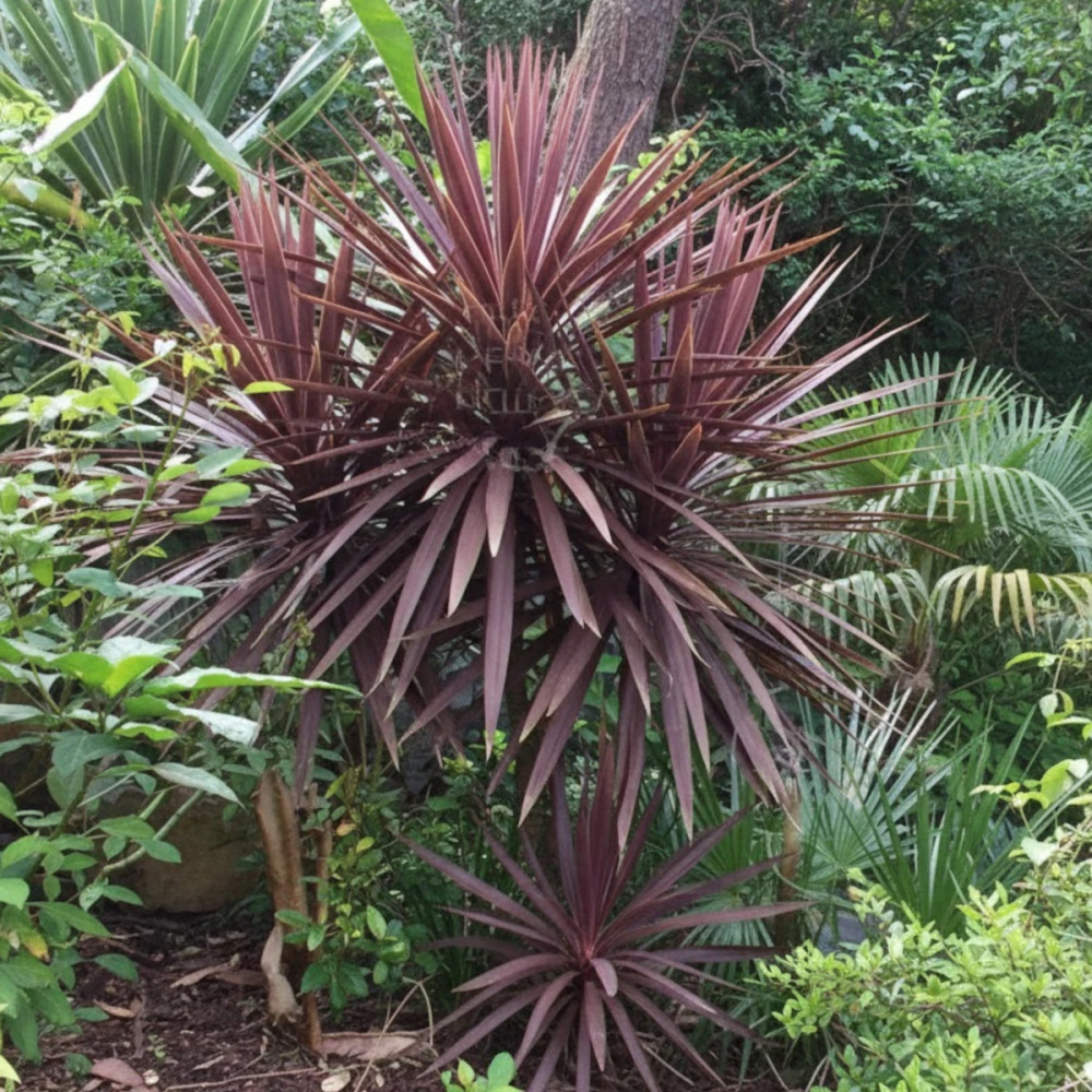 Cordyline australe Purpurea