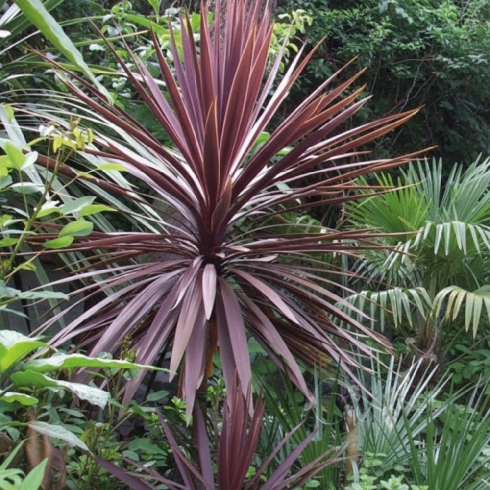 Cordyline australe Purpurea