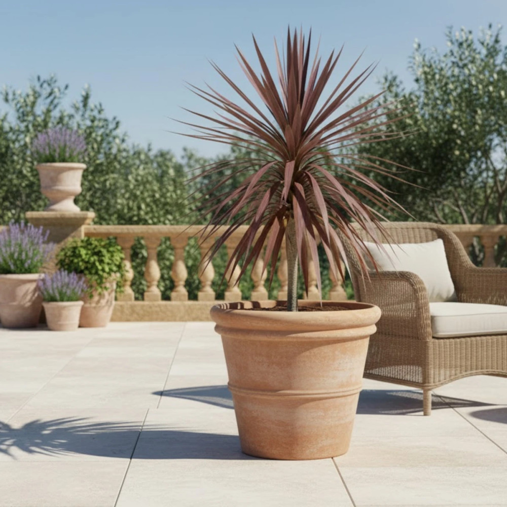 Cordyline australe Purpurea