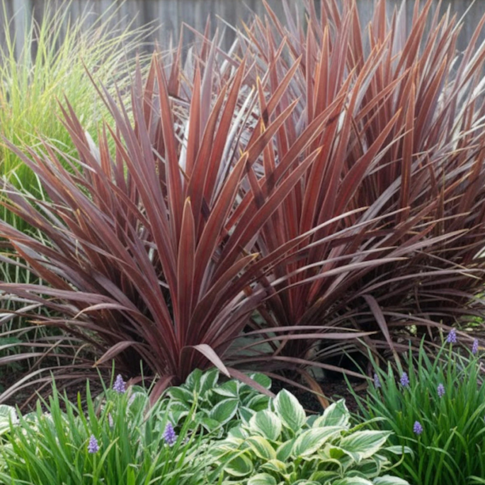 Cordyline australe Red Star