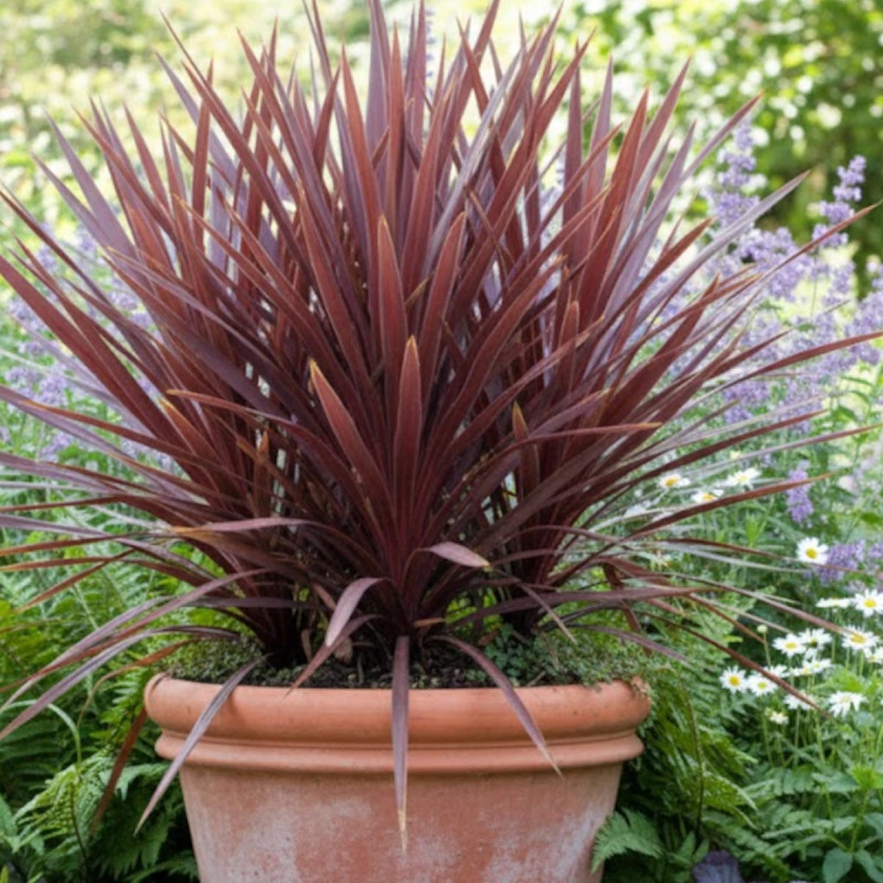 Cordyline australe Red Star