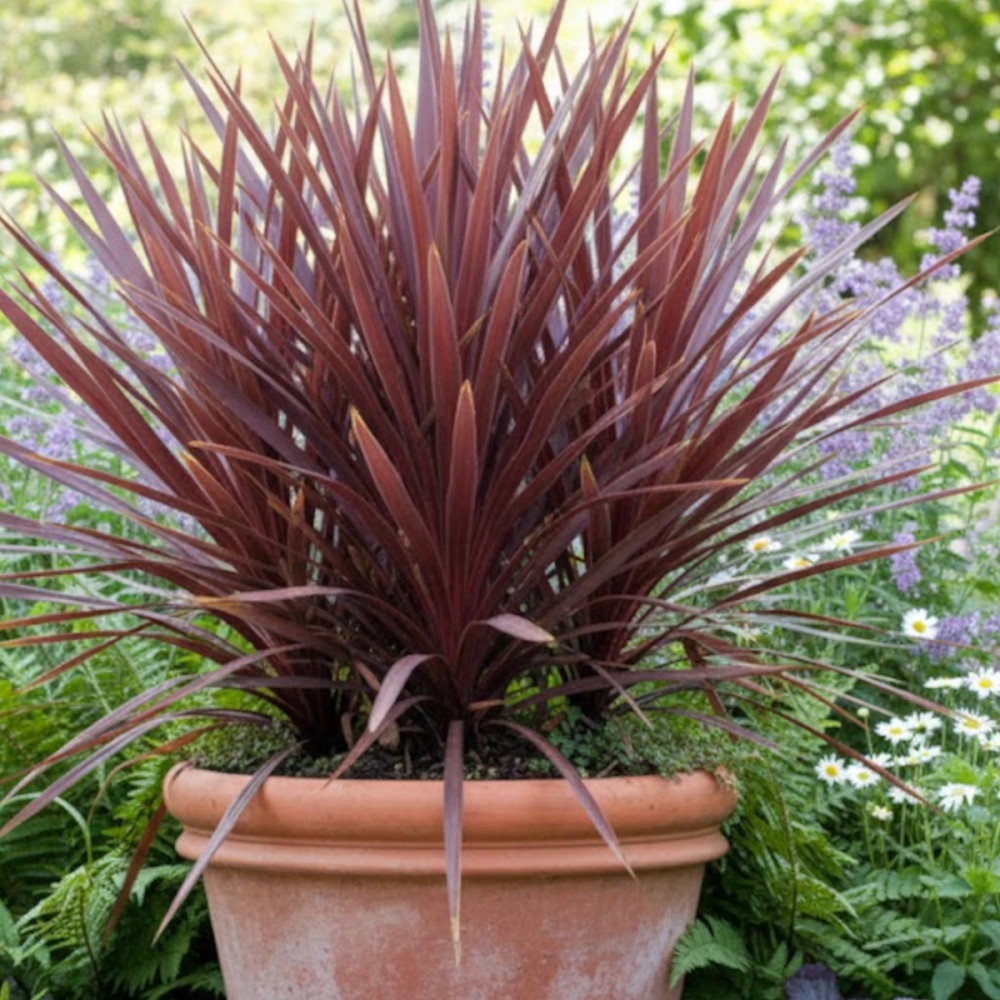 Cordyline australe Red Star