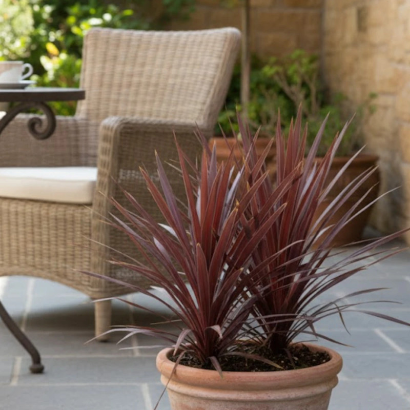 Cordyline australe Red Star