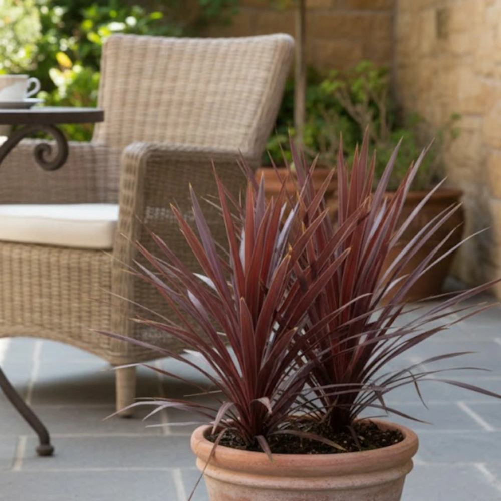 Cordyline australe Red Star