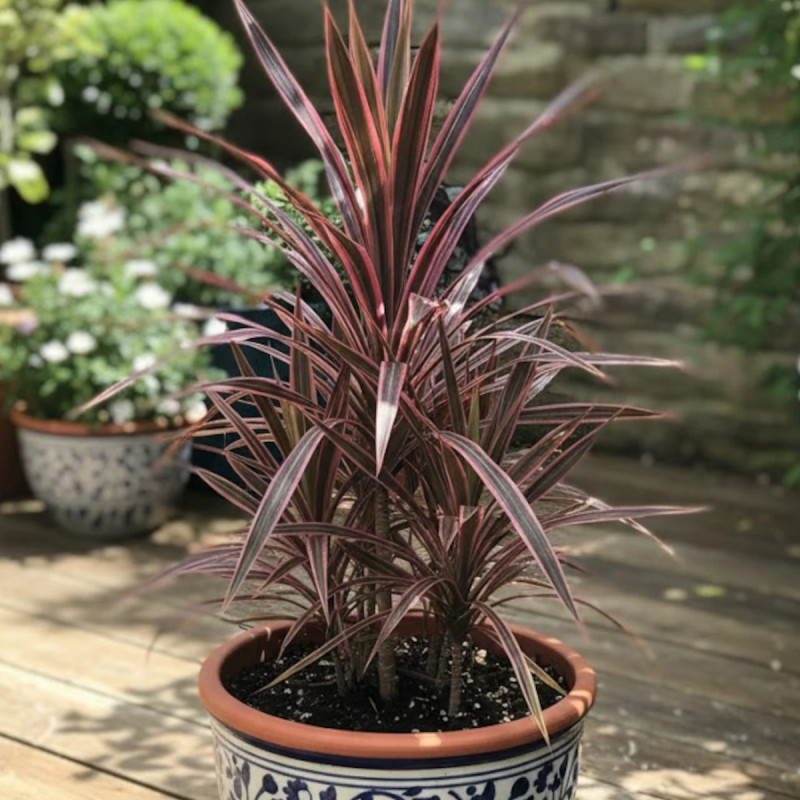 Cordyline australe Southern Splendour - SILENCE, ça pousse !