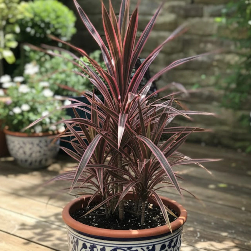Cordyline australe Southern Splendour - SILENCE, ça pousse !