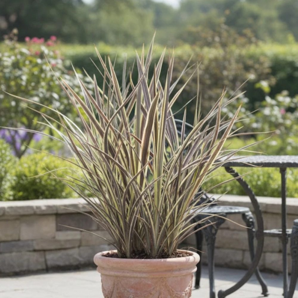 Cordyline de Banks Electric Flash® - SILENCE, ça pousse !