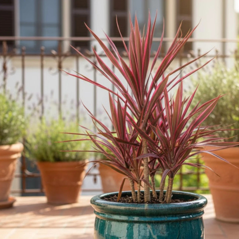 Cordyline de Banks Electrik Pink® 'Sprilecpink'