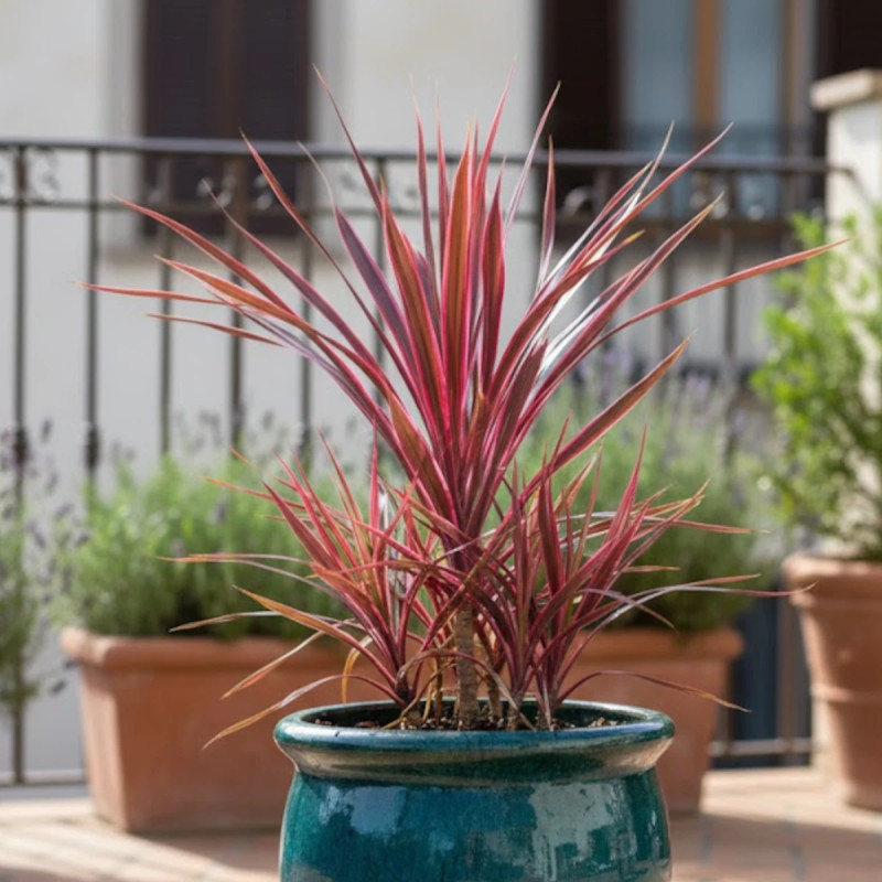 Cordyline de Banks Electrik Pink® 'Sprilecpink'