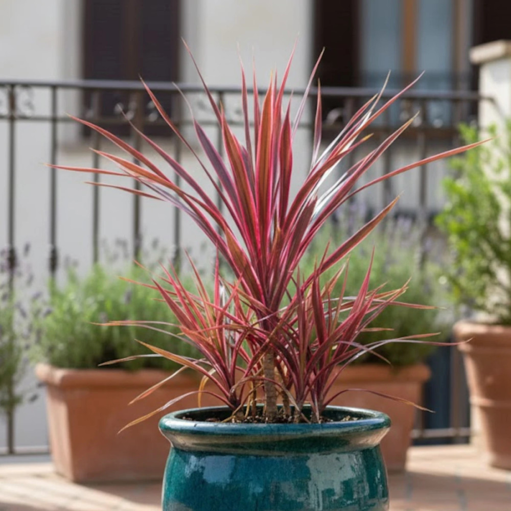 Cordyline de Banks Electrik Pink® 'Sprilecpink'