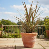 Cordyline de Banks Electric Star® \'Sprilecstar\'