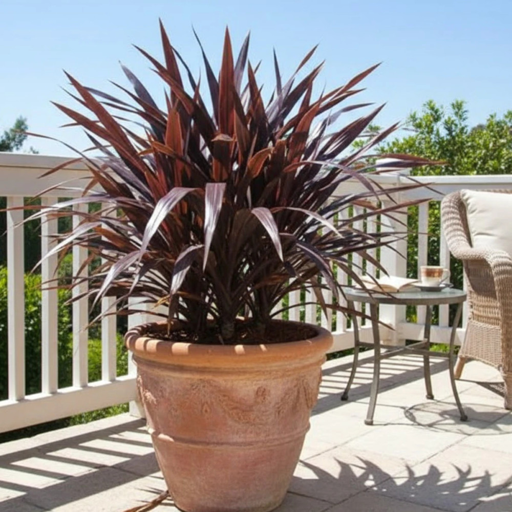 Cordyline de Banks Renegade® - SILENCE, ça pousse ! Cordyline de Banks Renegade® - SILENCE, ça pousse !
