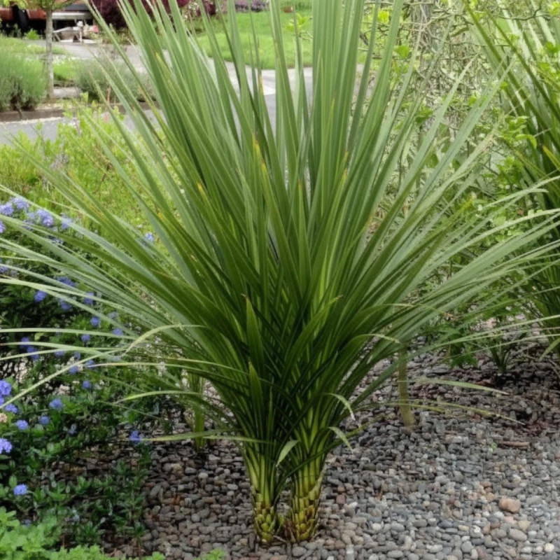 Cordyline indivisa