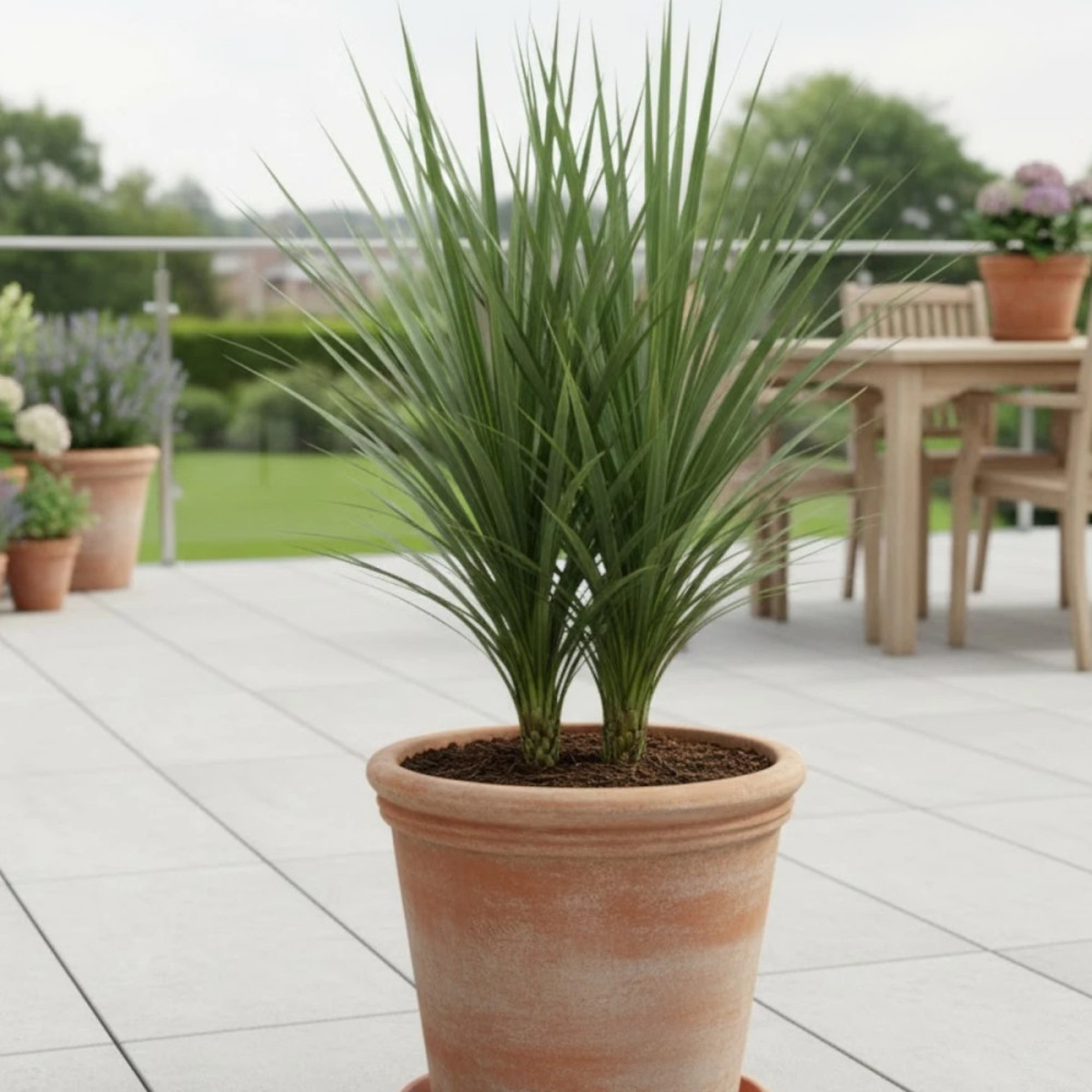 Cordyline indivisa