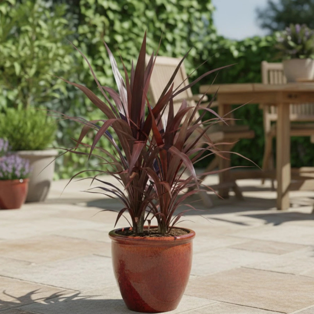 Cordyline Super Star