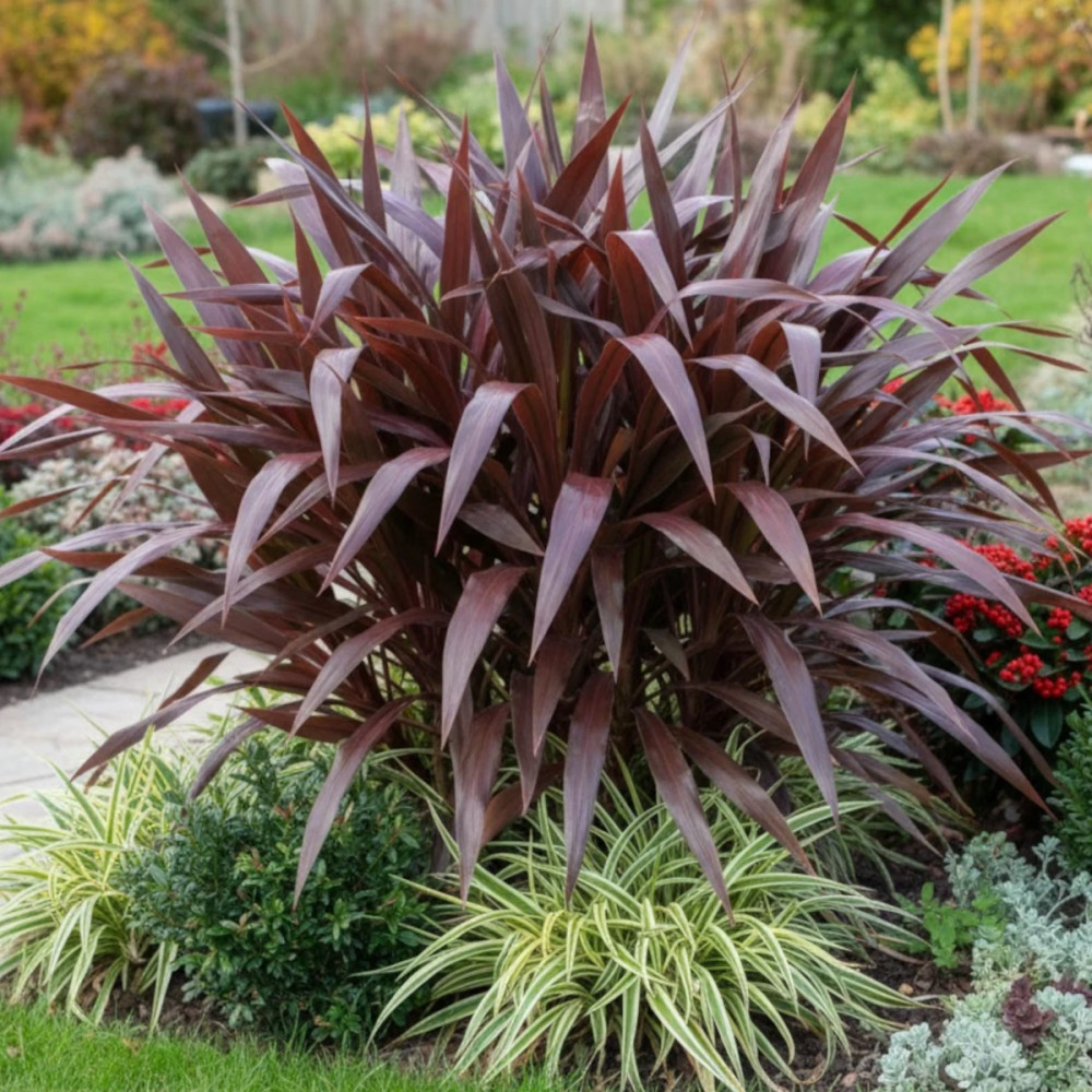 Cordyline Super Star