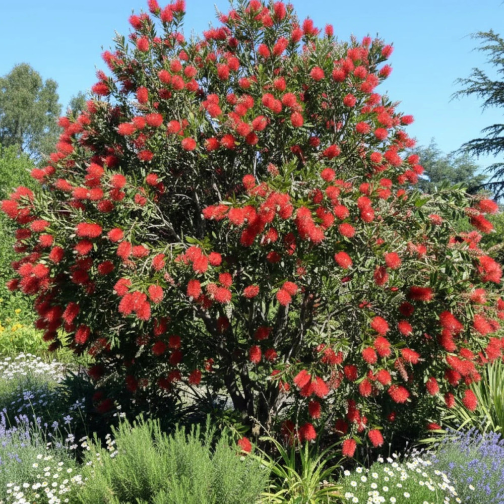 Rince-bouteilles Inferno® 'Yanferno', Callistemon Rince-bouteilles Inferno® 'Yanferno', Callistemon