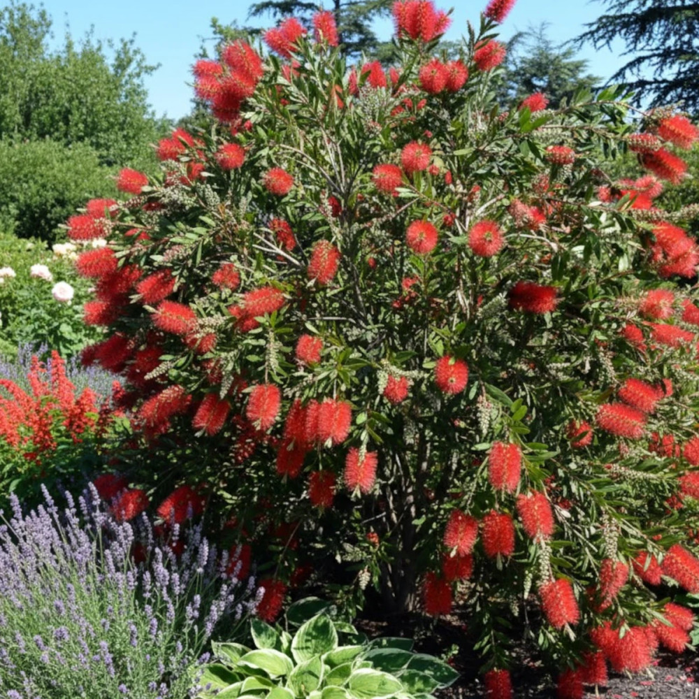 Rince-bouteilles Inferno® 'Yanferno', Callistemon Rince-bouteilles Inferno® 'Yanferno', Callistemon
