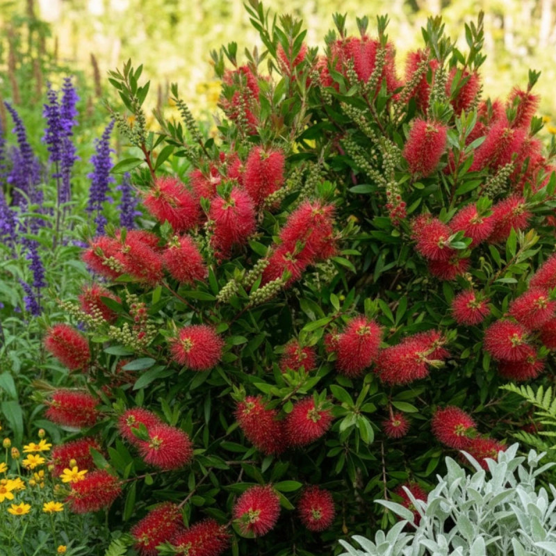 Rince-bouteilles Mini Red® - SILENCE, ça pousse !, Callistemon