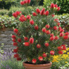 Rince-bouteilles rigidus - SILENCE, ça pousse !, Callistemon