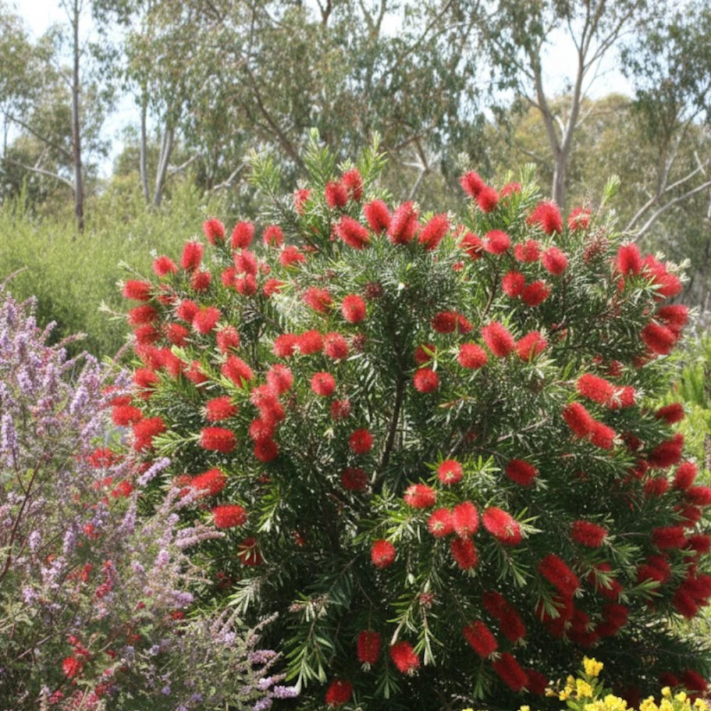 Rince-bouteilles rigidus - SILENCE, ça pousse !, Callistemon