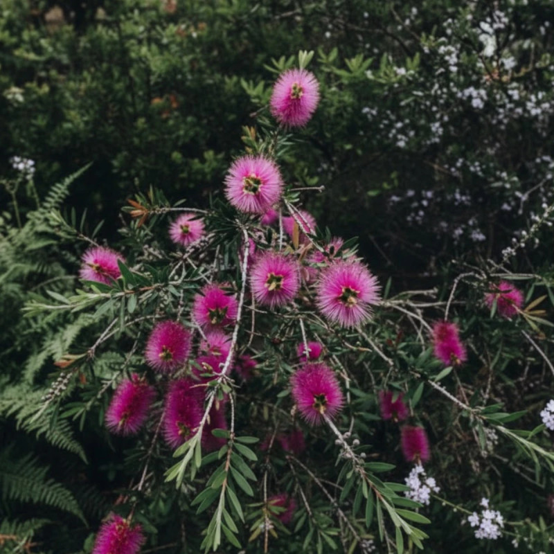 Rince-bouteilles Violaceus, Callistemon