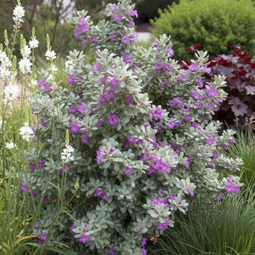 Sauge du désert Compactum