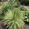 Yucca filamenteux Bright Edge