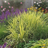 Yucca pleureur recurvifolia Golden Sword